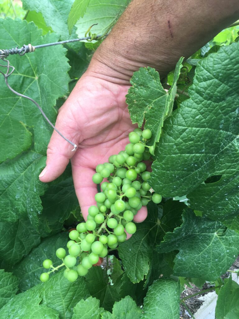 Canarian varietals are unique.