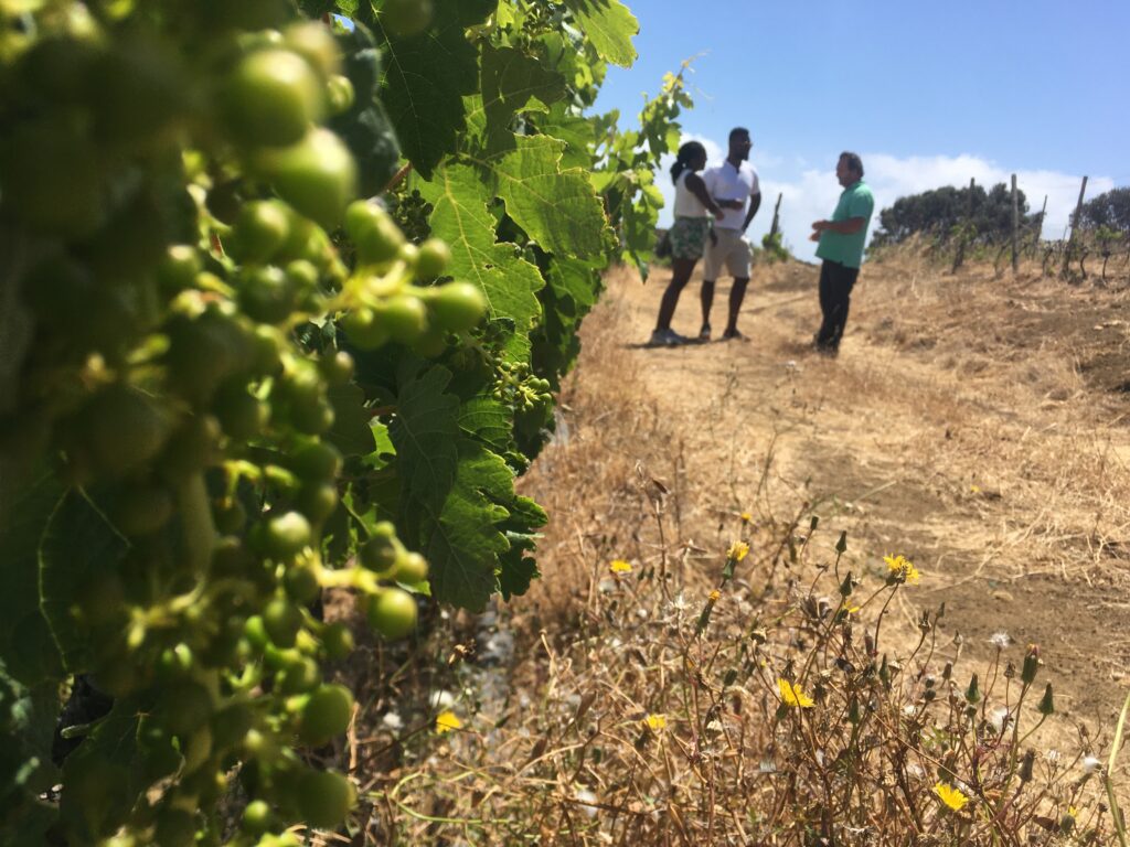 Walk along the vineyards.